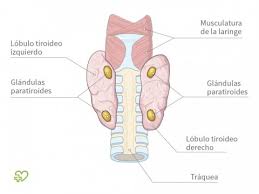 Resultado de imagen para tiroides y paratiroides