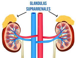 Resultado de imagen para suprarrenales