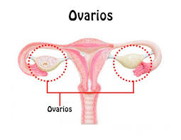 Resultado de imagen para ovarios