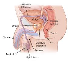 Resultado de imagen para testiculos