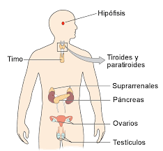 Resultado de imagen para sistemas endocrino
